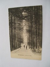 Firenze Vallombrosa Tunnel di Abeti - non spedita f. p. 