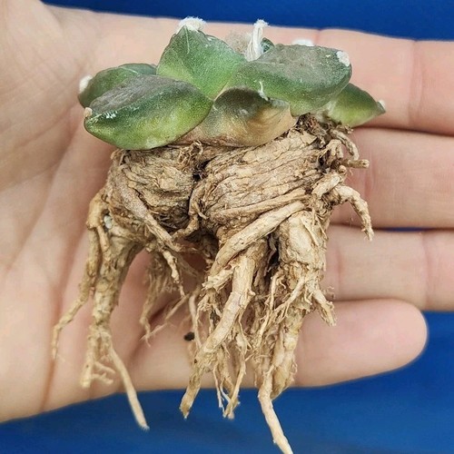 Ariocarpus retusus monclova - ariocarpus, x