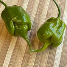 15 semi di peperoncino