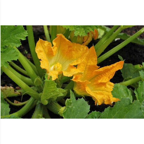 Semi zucchino fiore - fiore, +