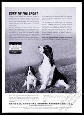 1962 Setter inglese e cucciolo