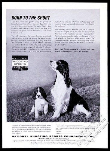 1962 setter inglese cucciolo - 1962,
