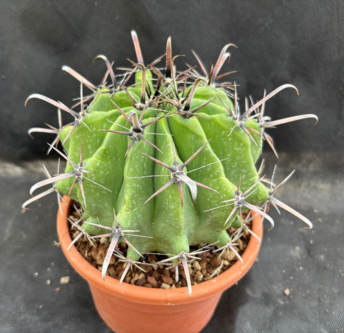 Ferocactus herrerae - herrerae, (