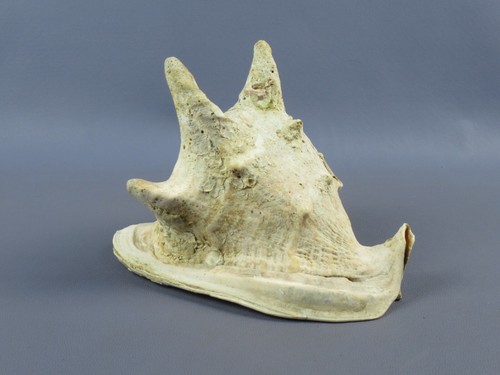 Conchiglia fossile naturale - , da