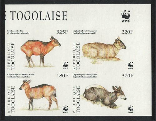 Togo wwf west african duikers - wwf,