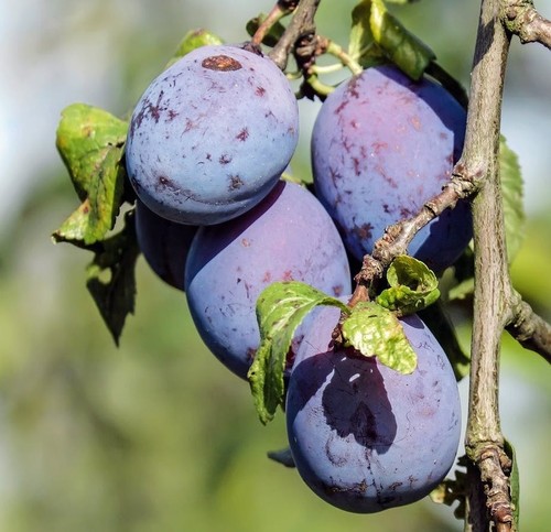 Pianta frutto susino - da,