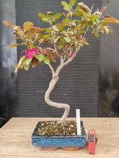 bonsai di melo fiore  rosso