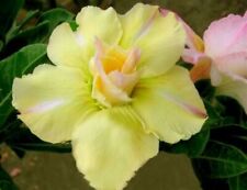 5 semi di Adenium obesum "Lemon Green" Rosa del deserto