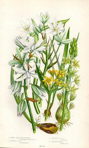 Stampa botanica antica 1899 - botanica,