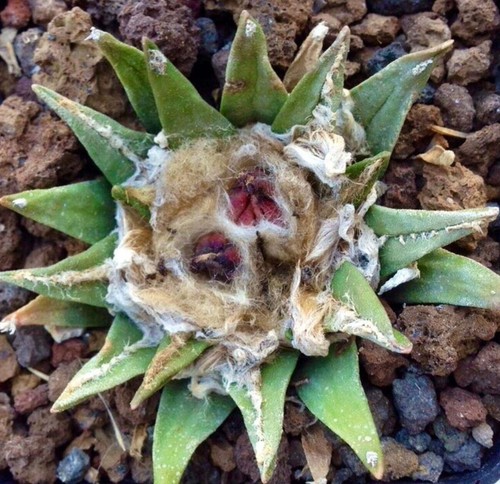 Ariocarpus agavoides retusus - ariocarpus,