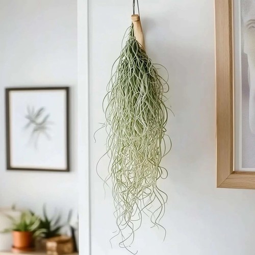 Tillandsia usneoides bold - usneoides,
