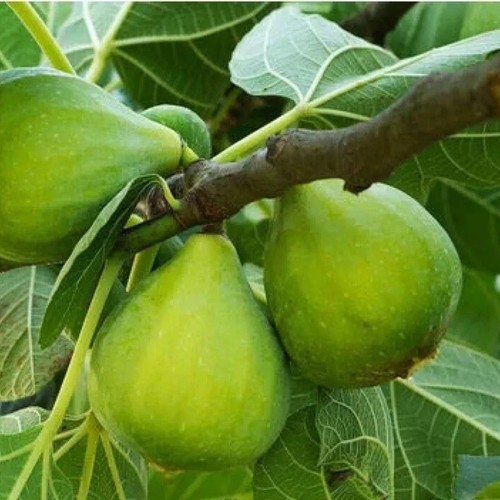Pianta frutto fico petrelli - pianta, da