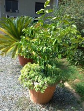 PIANTA ALBERO DI LIMONE 4 QUATTRO STAGIONI LUNARIO CM 160 vaso 60 cm FITOCELLA