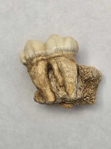 Cave bear ursus spelaeus - ursus,