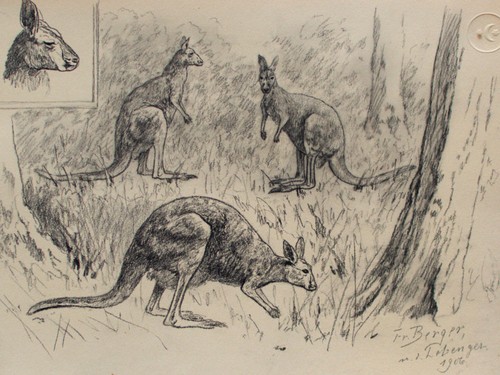Fritz berger disegno canguro - fritz,