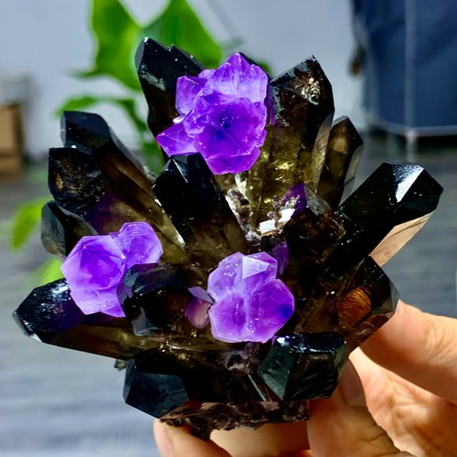 367g new find nero viola - 367g,