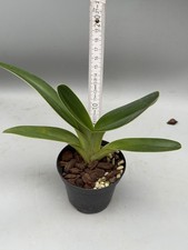 Paphiopedilum intanae - pianta