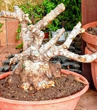 Pre bonsai olivastri - pre, bonsai.