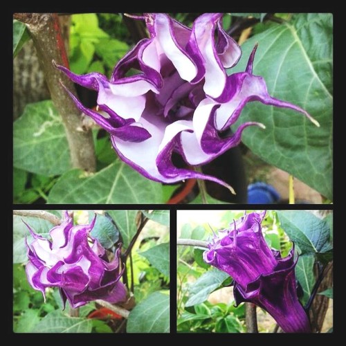 Datura metel purple - datura,