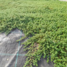 PRATO FRENKENIA  SENZA