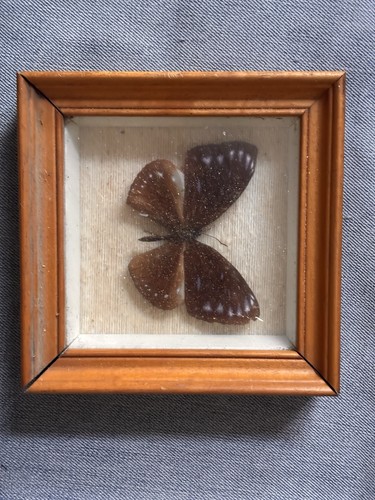 Falena imbalsamata vintge - falena,