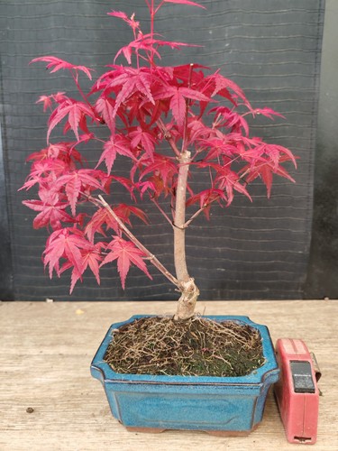 Bonsai acero rosso - rosso, deshojo