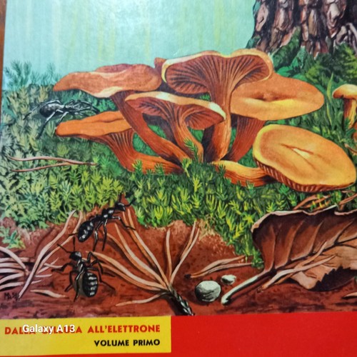 Giuseppina deiana biologia - giuseppina,