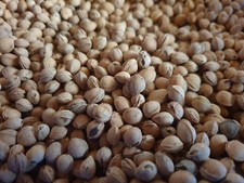 5,3 kg di semi di ciliegia