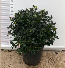 PIANTA DI AGRIFOGLIO MUTCHAGARA NELLY STEVENS VASO CLT 18 PALLA  (foto reali)