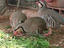 UOVA FECONDE COTURNICE CHUKAR