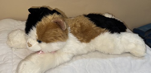 Huge aurora esmeralda - aurora, calico