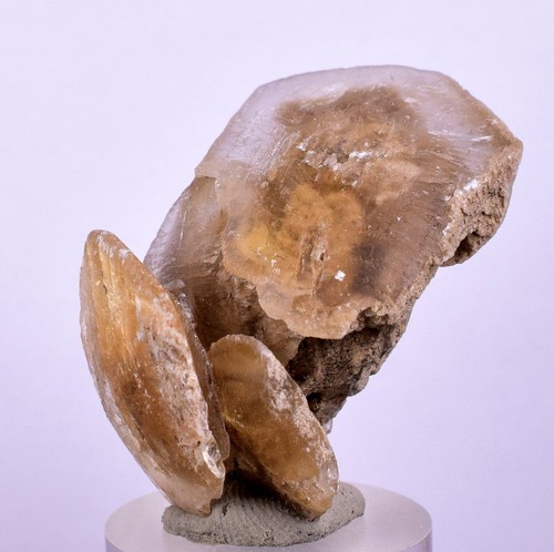 Moneta dollaro selenite - dollaro,