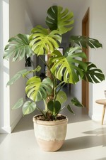 QR 2889ZD Monstera deliciosa