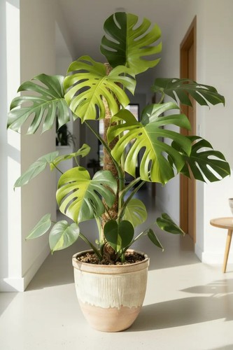 2889zd monstera deliciosa - 2889zd,