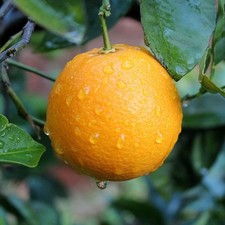 PIANTA DI ARANCIO WASHINGTON