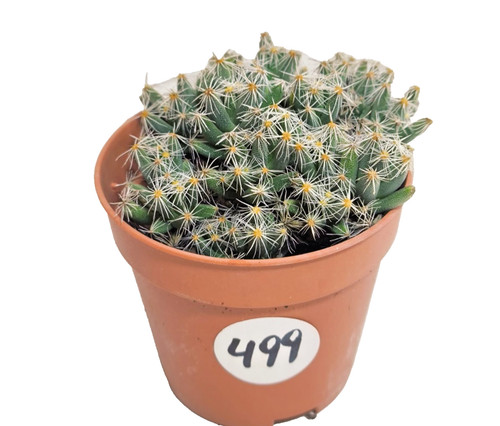 Trichodiadema densum vaso - trichodiadema, Ø