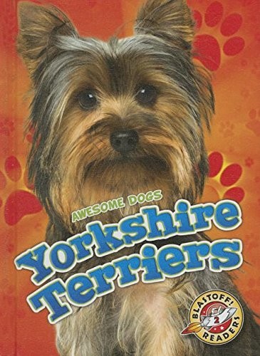 Yorkshire terriers awesome - yorkshire,