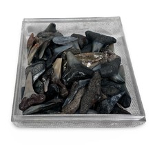 Bulk Fossilized Shark Teeth