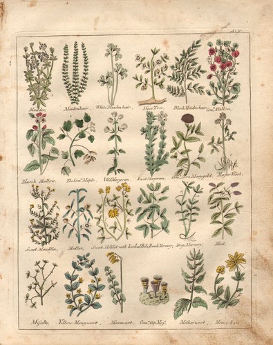 1810 print culpepers herbal - print,