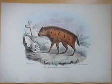 1871-IENA MACCHIATA Hyaena