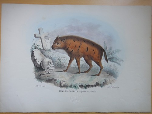 1871 iena macchiata hyaena - macchiata,