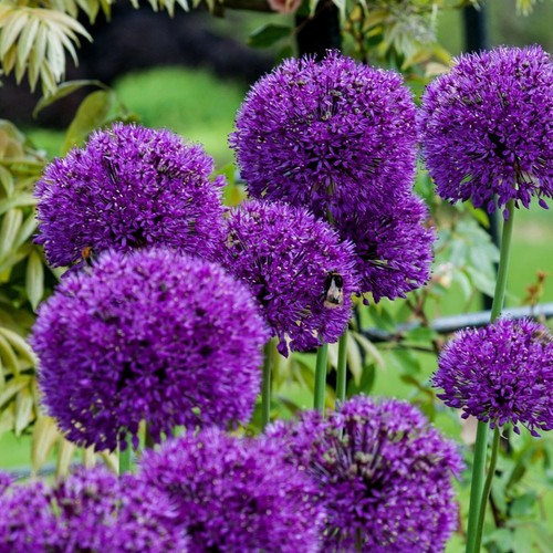 Bulbi fiori cipolle - di,
