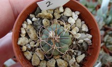 ECHINOCACTUS HORIZONTHALONIUS