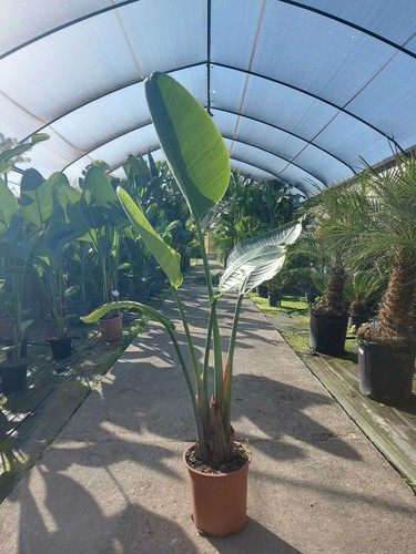 Strelitzia nicolai - strelitzia,