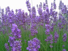 500 SEMI /seeds DI LAVANDA