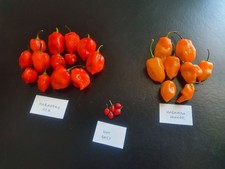 Peperoncini Freschi Congelati