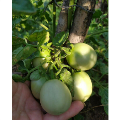 Pomodoro siccagno siciliano - siciliano, -+