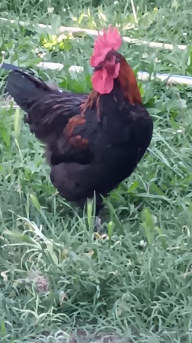 Galline marans maschi razza - maschi, di