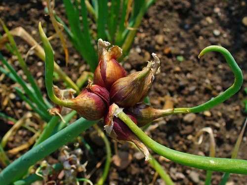 Cipolla egiziana allium - cipolla, cepa