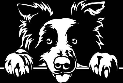 Adesivo border collie - border,